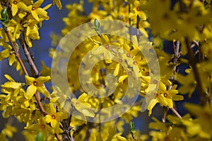Early spring flowering of forsythia bushes.