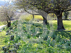 Early Spring flowers on a bank with dappled sunlight