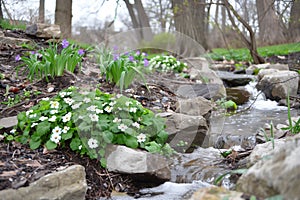 Early spring flowers bloom small stream flowing through rocky landscape