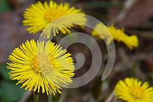 Early spring flowers coltsfoot