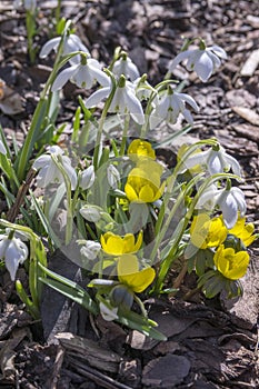 Early spring flowers Eranthis hyemalis and galanthus nivalis flowering together in sunlight in garden