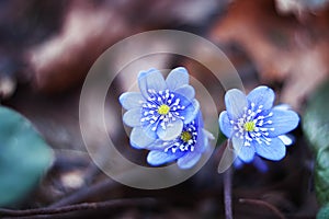 Early spring flowers hepatica