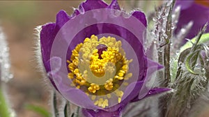 Early spring flowers in morning forest