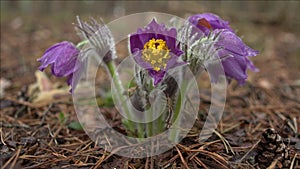 Early spring flowers in morning forest