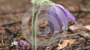 Early spring flowers in morning forest