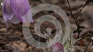 Early spring flowers in morning forest