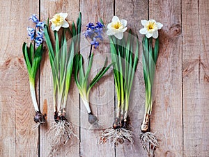 Early spring flowers planting, hyacinth and daffodil flower bulbs on wooden background