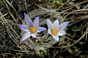 Early spring flowers purple crocuses, blue-violet mountain flowers