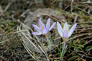 Early spring flowers purple crocuses, blue-violet mountain flowers