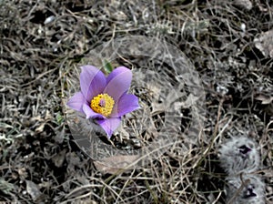 Early spring flowers purple crocuses, blue-violet mountain flowers