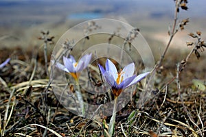 Early spring flowers purple crocuses, blue-violet mountain flowers