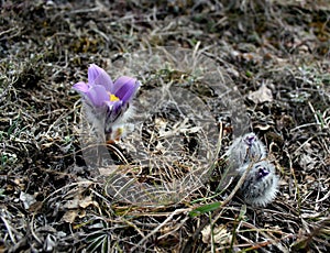 Early spring flowers purple crocuses, blue-violet mountain flowers