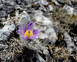 Early spring flowers purple crocuses, blue-violet mountain flowers