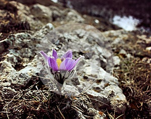 Early spring flowers purple crocuses, blue-violet mountain flowers