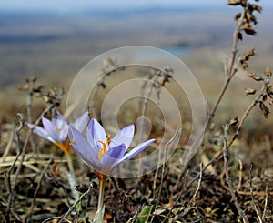 Early spring flowers purple crocuses, blue-violet mountain flowers