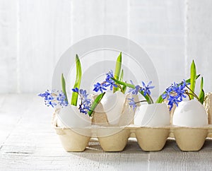 Early spring flowers  Scilla siberica in eggshells on old wooden white table.  Easter decor photo