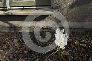 Early spring flowers, in Stockholm, Sweden. White crocus.