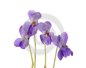 Early spring flowers  Viola odorata isolated on white background.  Wood Violet. Selective focus