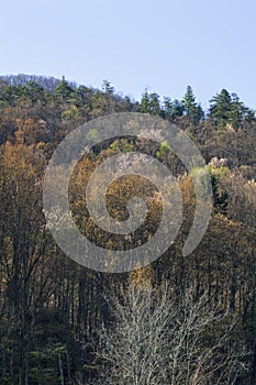 Early Spring Foliage, Wears Valley, TN