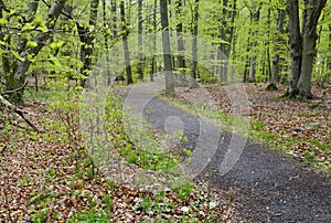 Early spring in forest