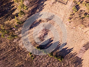 Early spring forest from above