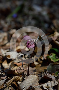 Early spring forest blooms hellebores