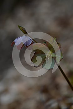 Early spring forest blooms hellebores, Helleborus purpurascens