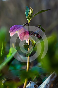 Early spring forest blooms hellebores, Helleborus purpurascens. Purple wildflower in nature. Hellebore macro details