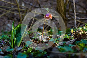 Early spring forest blooms hellebores, Helleborus purpurascens. Purple wildflower in nature. Hellebore macro details