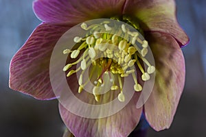 Early spring forest blooms hellebores, Helleborus purpurascens. Purple wildflower in nature. Hellebore macro details