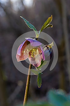 Early spring forest blooms hellebores, Helleborus purpurascens. Purple wildflower in nature. Hellebore macro details