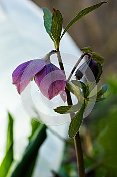 Early spring forest blooms hellebores, Helleborus purpurascens. Purple wildflower in nature. Hellebore macro details