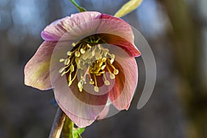 Early spring forest blooms hellebores, Helleborus purpurascens. Purple wildflower in nature. Hellebore macro details