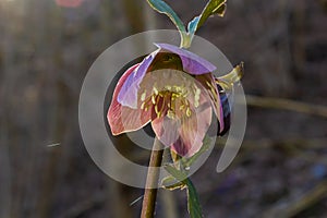 Early spring forest blooms hellebores, Helleborus purpurascens. Purple wildflower in nature. Hellebore macro details