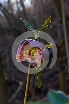 Early spring forest blooms hellebores, Helleborus purpurascens. Purple wildflower in nature. Hellebore macro details