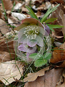 Early spring forest blooms hellebores, spring flower close up