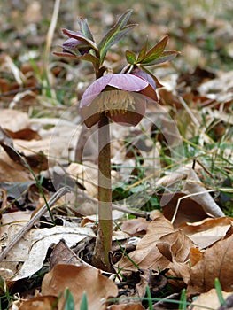 Early spring forest blooms hellebores, spring flower close up