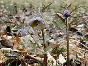 Early spring forest blooms hellebores, spring flower close up