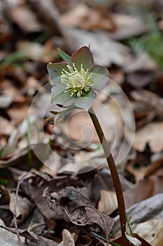 Early spring forest blooms hellebores, spring flower close up