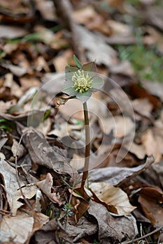 Early spring forest blooms hellebores, spring flower close up