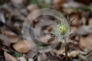 Early spring forest blooms hellebores, spring flower close up