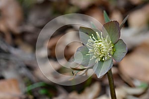 Early spring forest blooms hellebores, spring flower close up