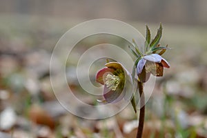 Early spring forest blooms hellebores, spring flower close up