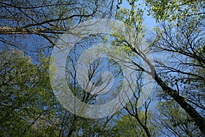 Early Spring Forest Canopy