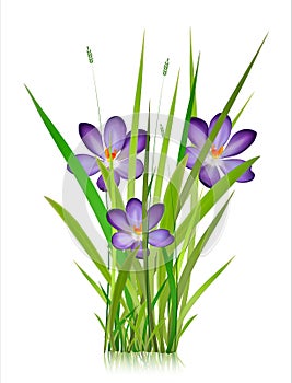 Early spring forest and garden flowers isolated on white vector set. Illustration of nature flower spring and summer