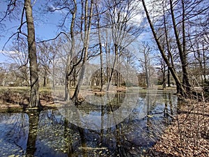 Early spring forest and a pond in Tiergarten , Berlin