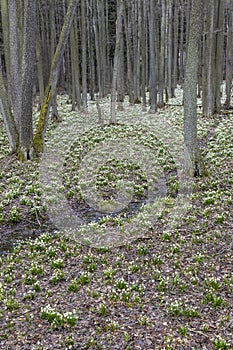 early spring forest with spring snowflake, Vysocina, Czech Repubic