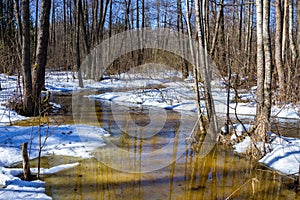 Early spring in forest, sunny march landscape