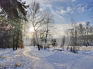 Early spring in the forest, in sunny weather. Beautiful landscape with birches and pines