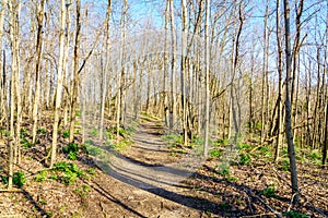 Early spring forest trail